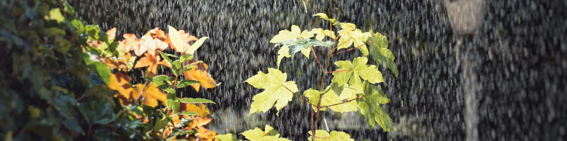 Veszélyben a kertek! Ezek a betegségek és kártevők támadnak az esős időben! 🌧🐌