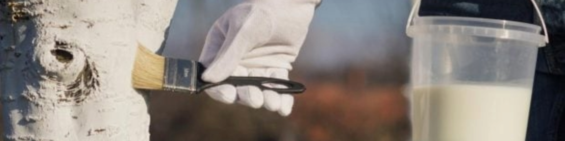 Ezért érdemes ősszel lemeszelni a fák törzsét