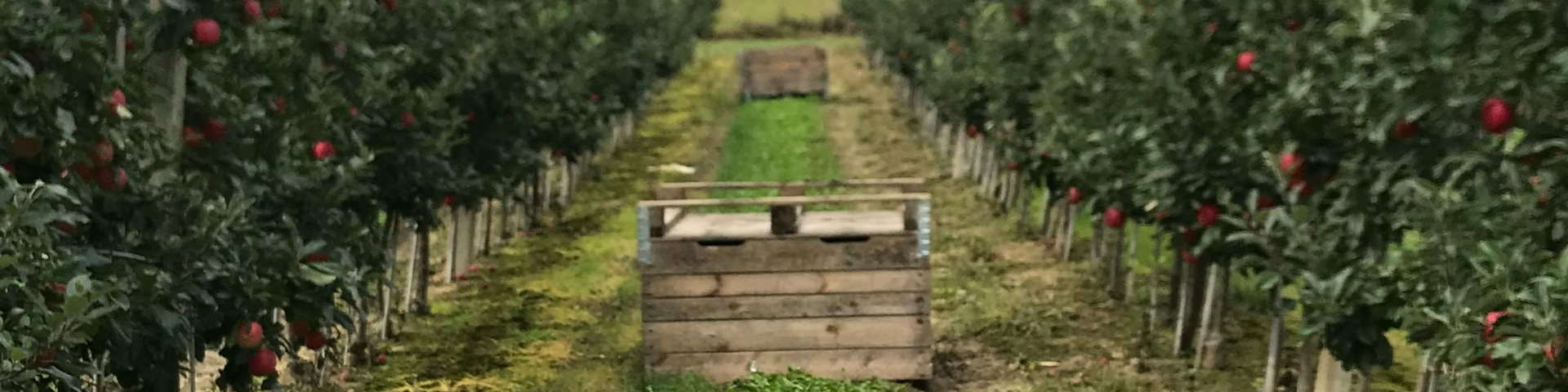 Flumite 200: Új engedély, új kiszerelés!