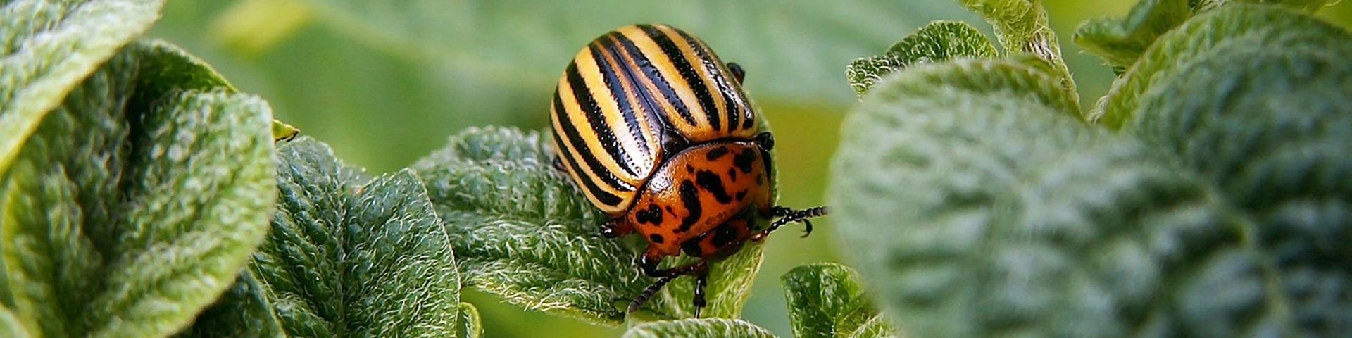 Így védekezz a burgonyabogár ellen!