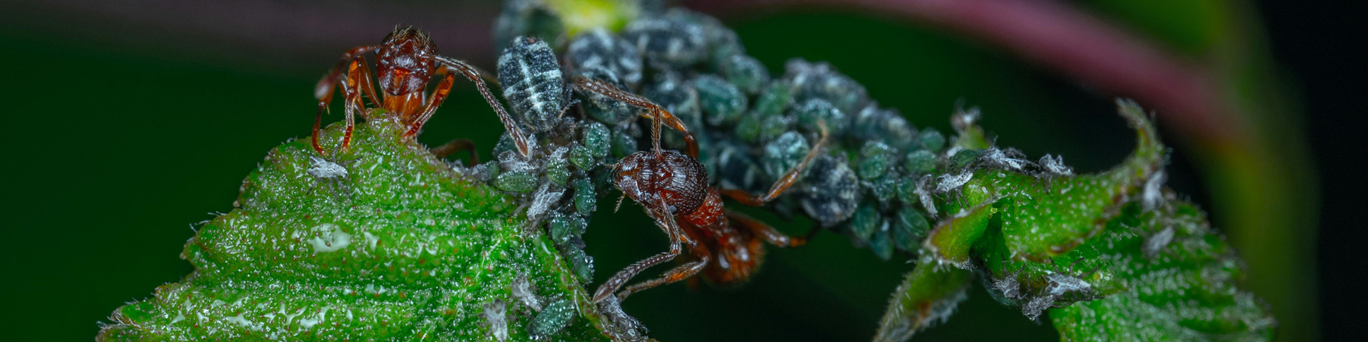 Hamarosan érkeznek a levéltetvek, ezzel együtt vásárlóid is elkezdik keresni a megoldásokat. 