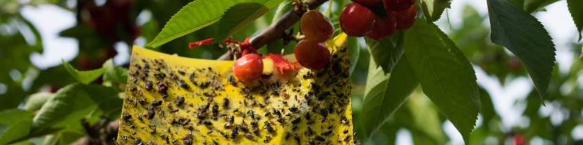 Hernyókártevők ellen a kertben – mit ajánljunk a hobbikertész vásárlóinknak?